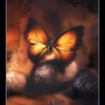 Magic Butterfly, Ayhan Duman
